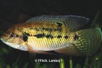 Pelmatochromis nigrofasciatus - 